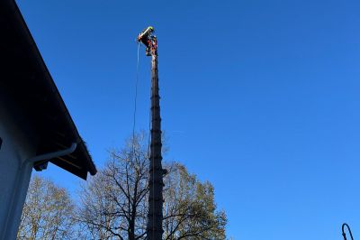 Krone Baum Fällung